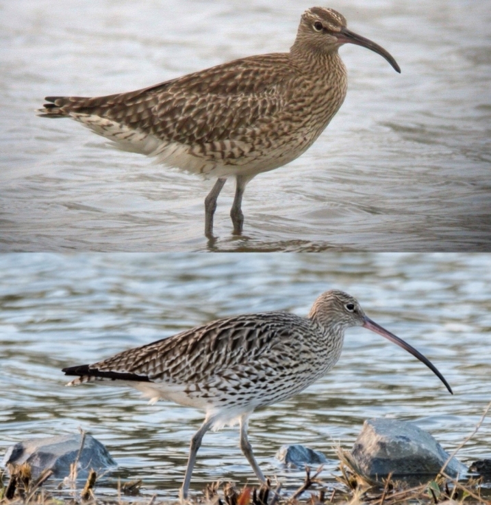 whimbrel and curlew.jpg